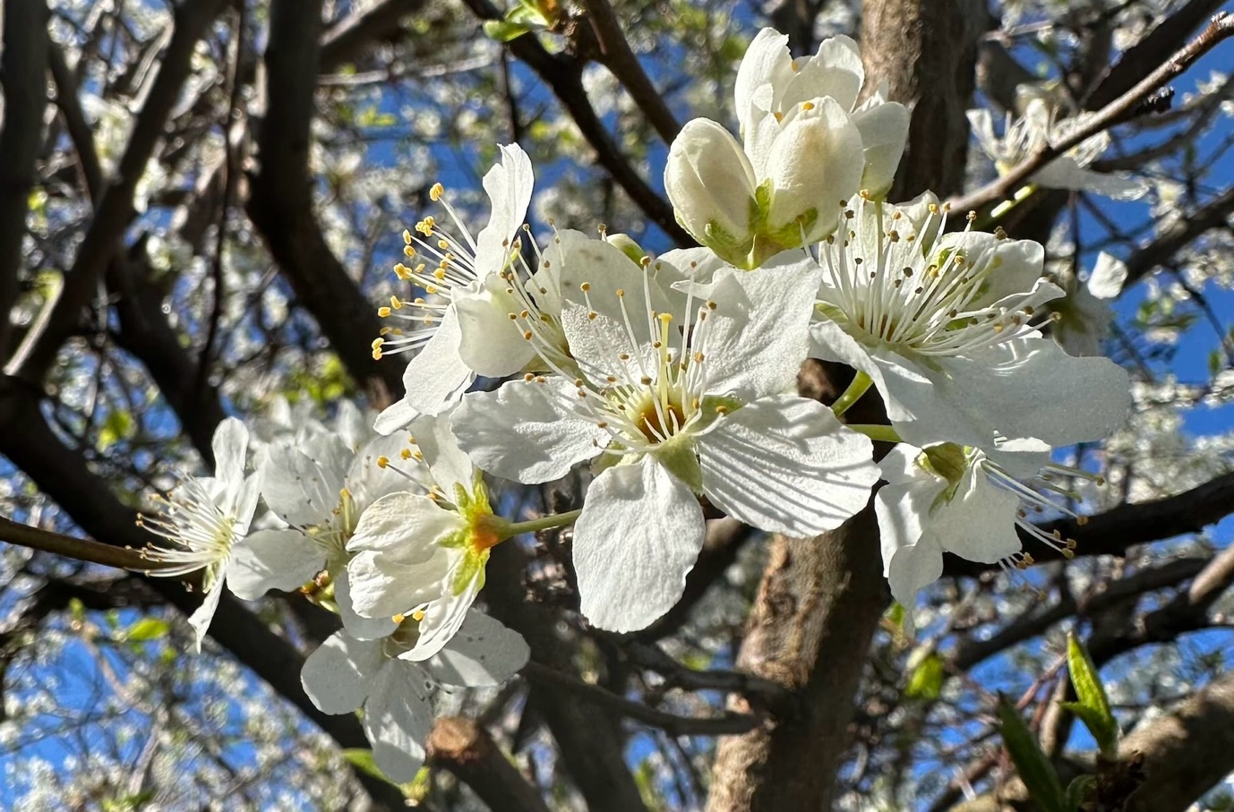 Azurlis™ Botanical Skin Care