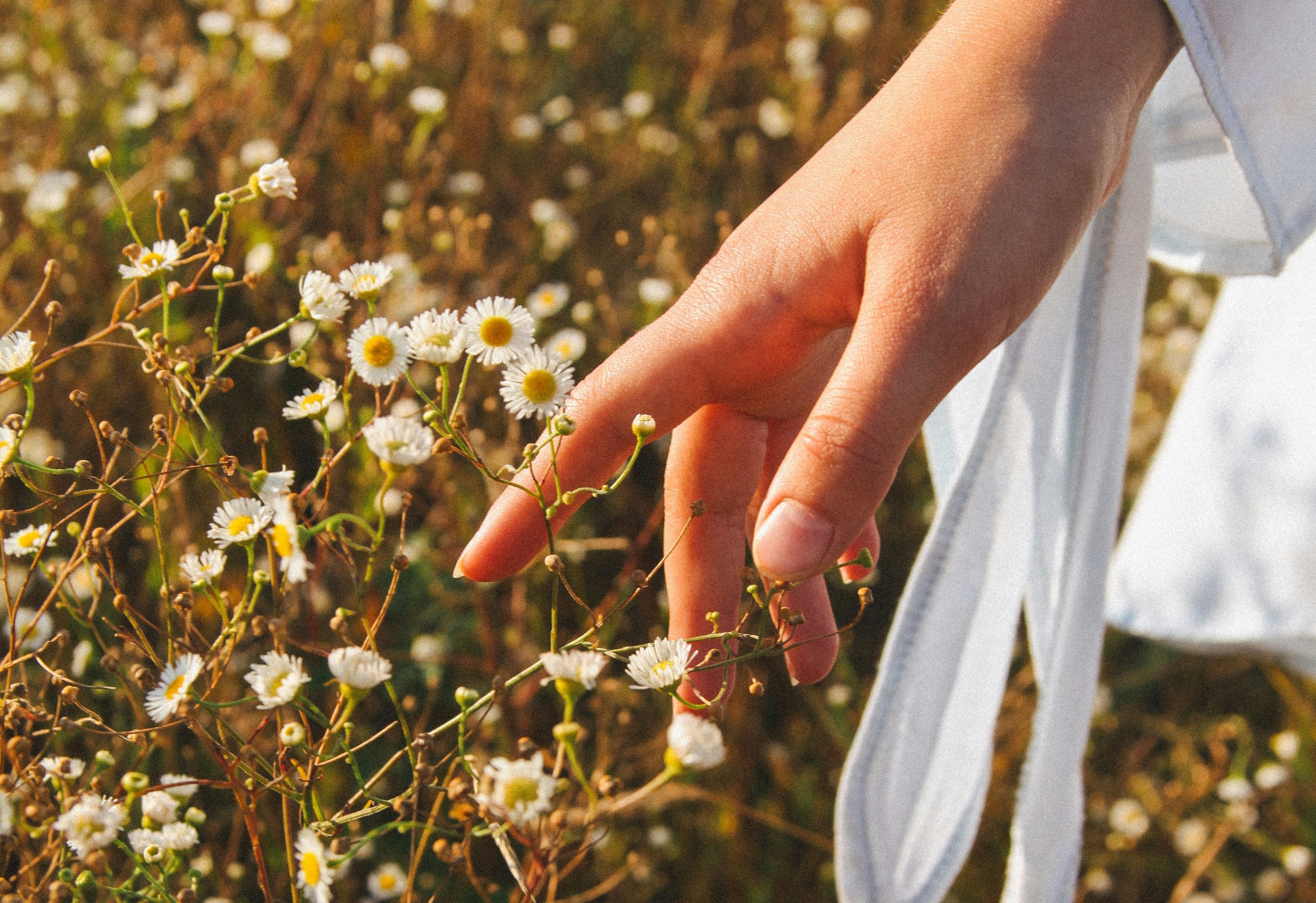 Nature to Nourishment: The Power of Natural Ingredients for Skincare - Chamomile